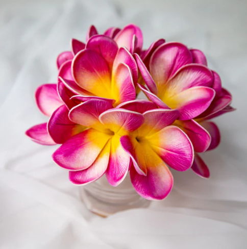 Orchid Frangipani Flowerhead ( 6 Pack )- Realistic Artificial Flowers - Image 4