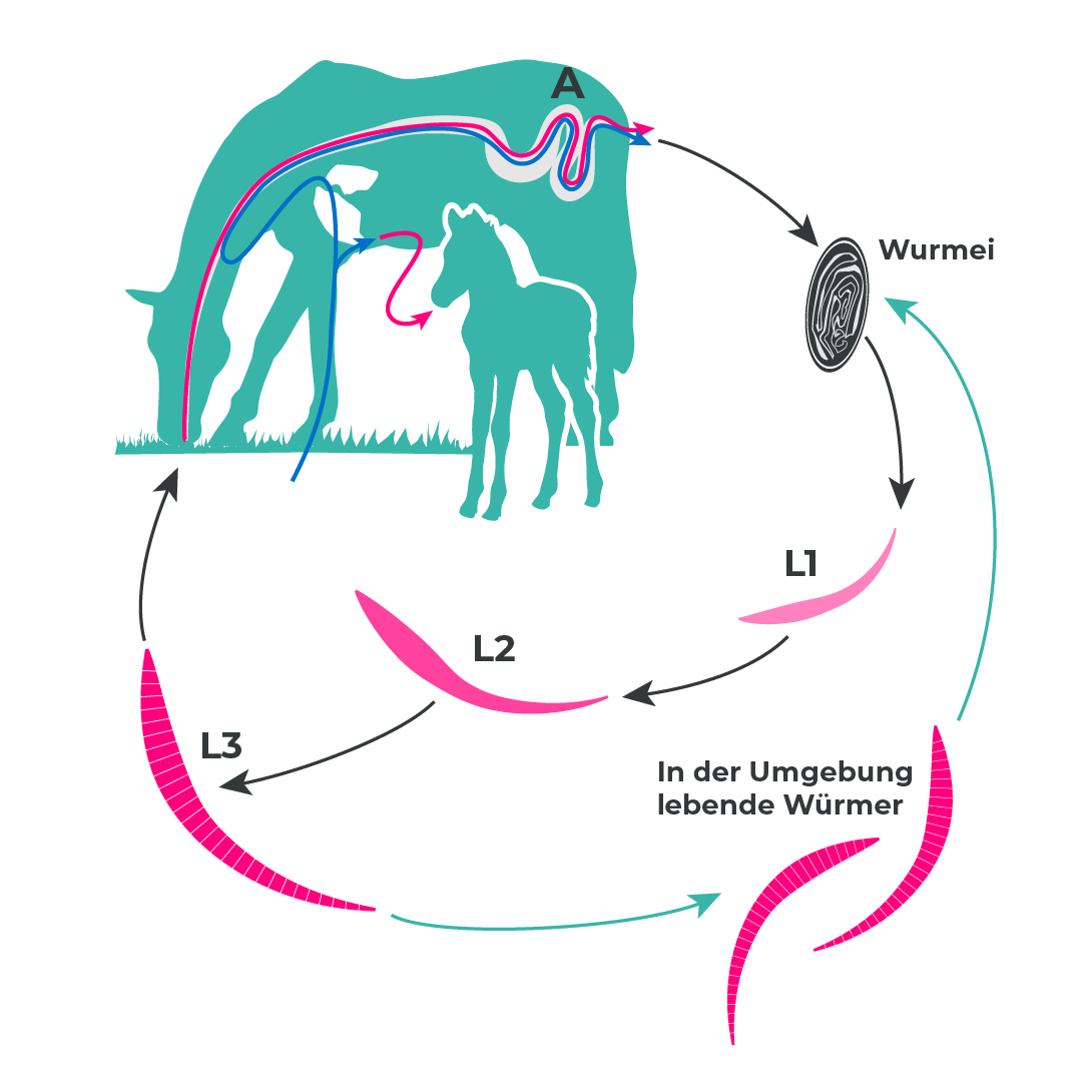 Entwicklungszyklus: Zwergfadenwurm beim Pferd