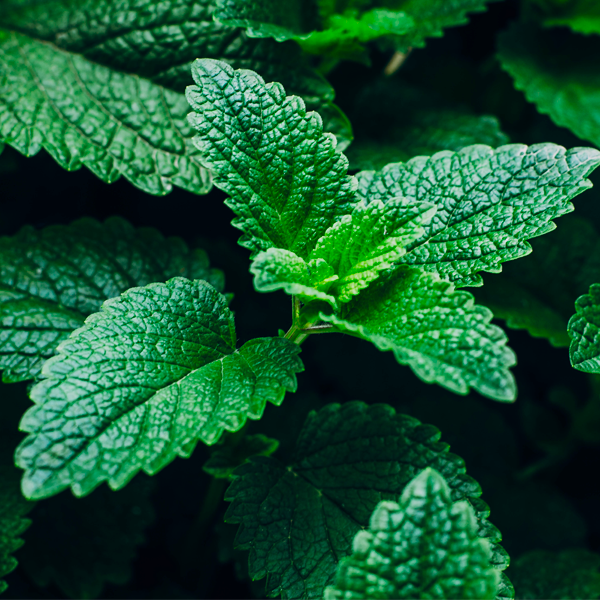 Why use MENTHOL?