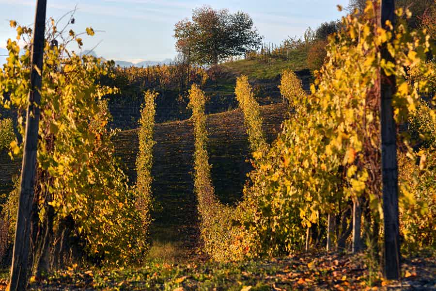 Barolo Wine Tasting, Alba Tour & Castle Visit - photo 4