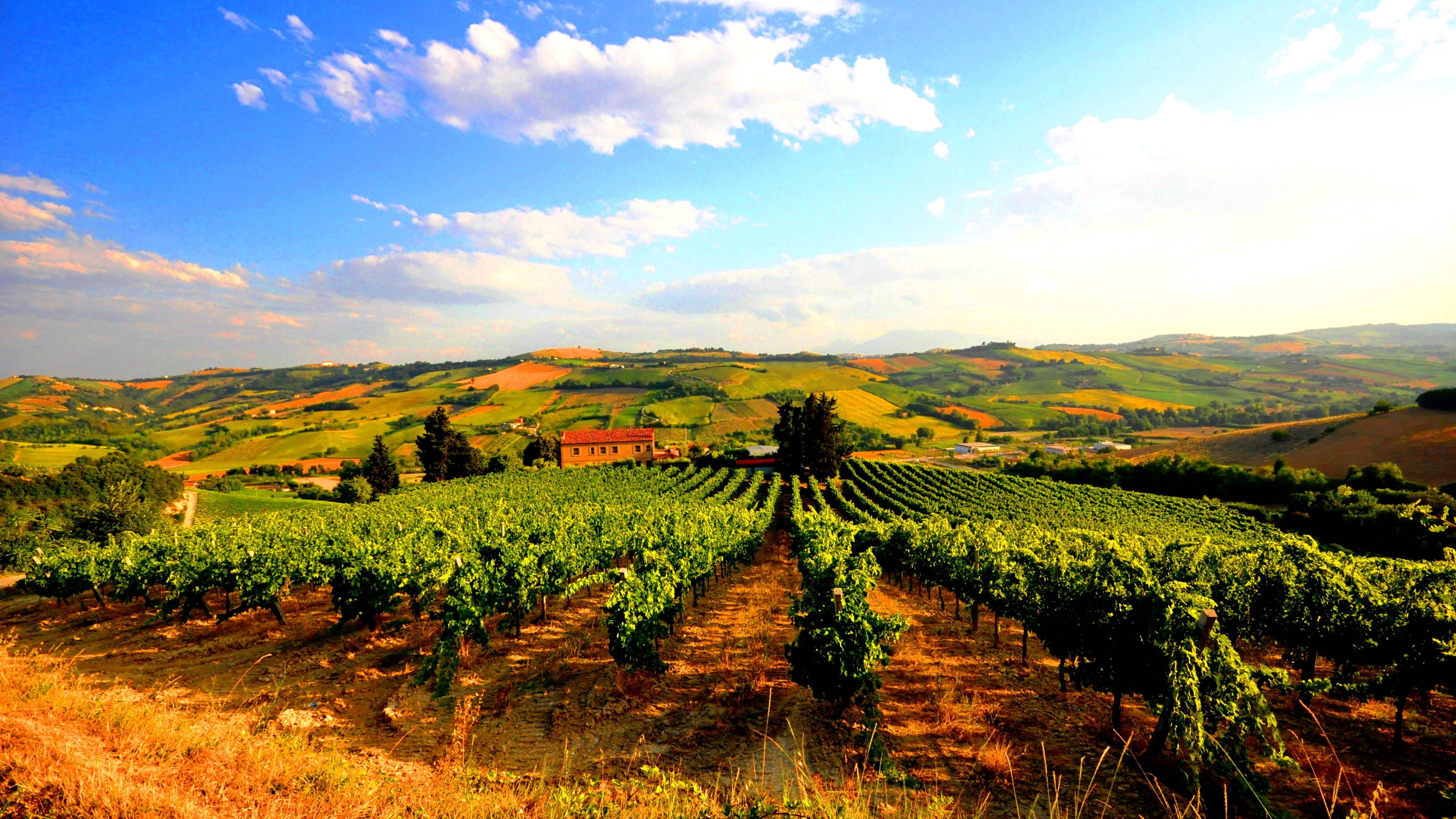 Cantina Orsogna｜ラピラーレモスカートスプマンテドルチェ2017 ［泡