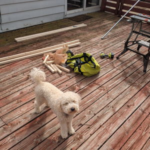 Help us fix the deck in our backyard!