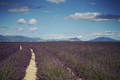 Sentier à travers les champs de lavande en Provence avec les montagnes au fond