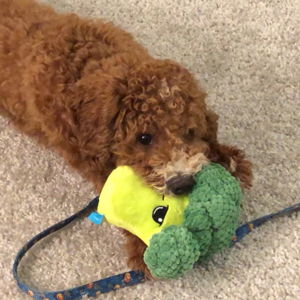Robin's Dog Toys