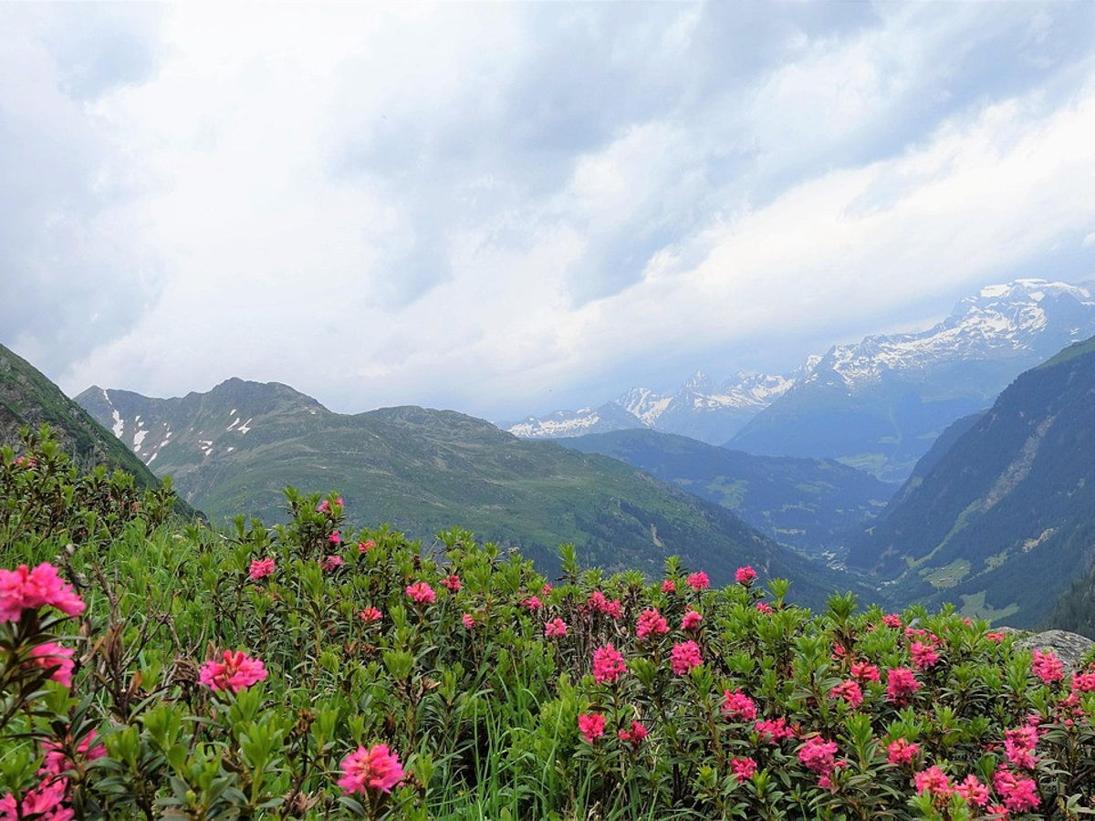 Pinke Alpenrosenblüten erstrecken sich im Vordergrund einer Berglandschaft. 