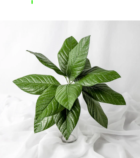 Gardenia Leaf (12 Pack) - Realistic Artificial Flowers and Greenery - Image 2
