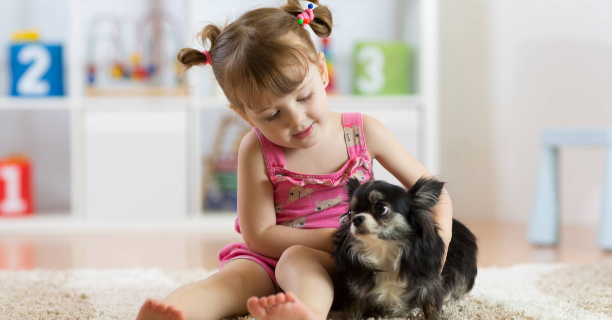 are chihuahuas good with kids with asthma