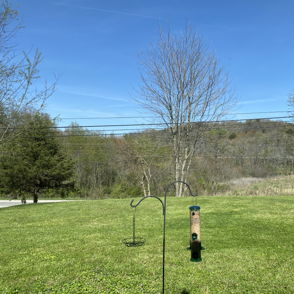 A serene outdoor landscape with a blue sky, green lawn, bird feeder, bare trees, and distant rolling hills, evoking tranquility.