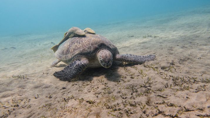 Abu Dabbab is one of the rare places where dugongs, or sea cows, can be spotted. The seagrass beds off its coast serve as vital habitats for these gentle marine mammals