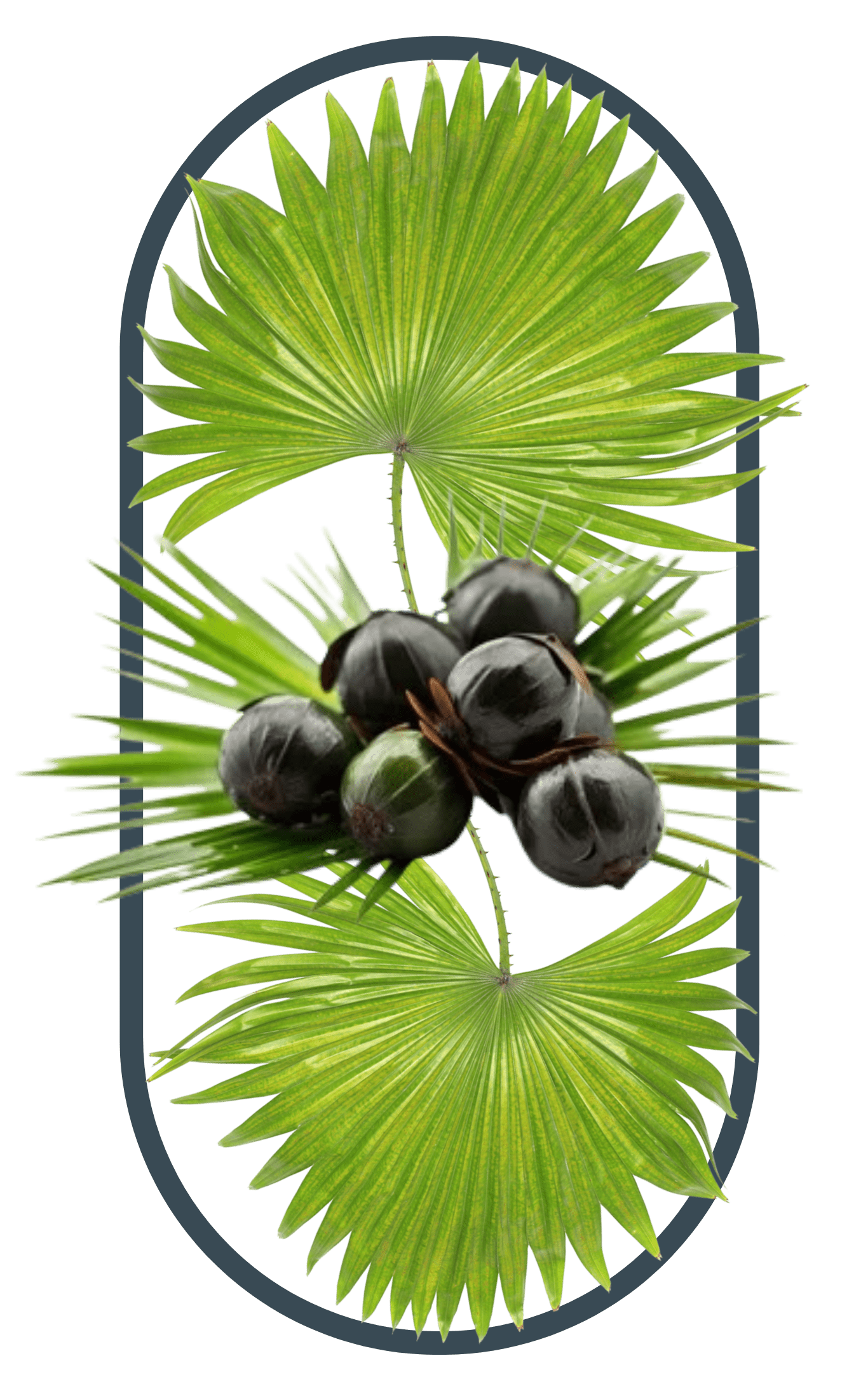 Black currant included in the best multivitamins for men whole food blend
