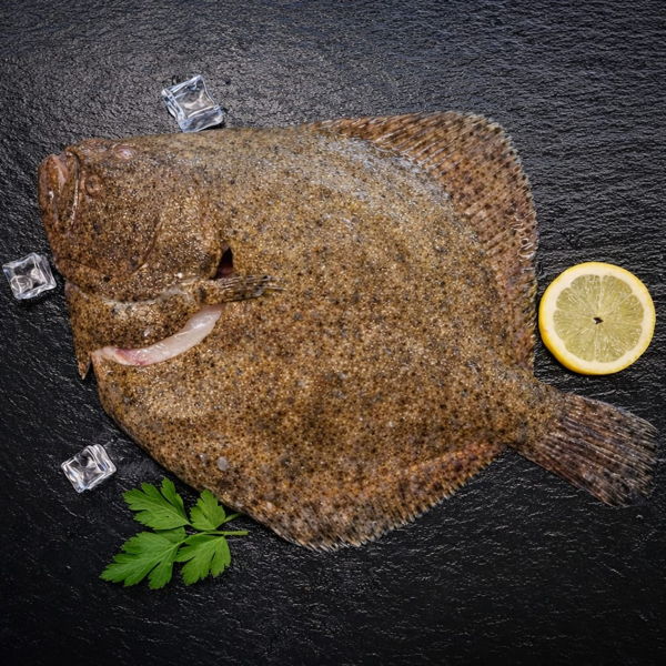 turbot-sauvage