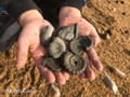 child holding pyrite ammonites found at charmouth