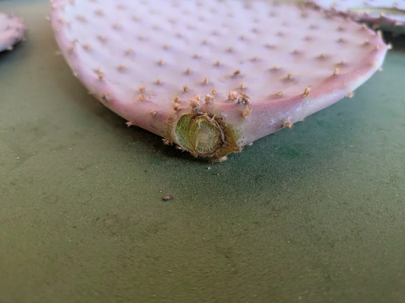 Paddle cactus pad