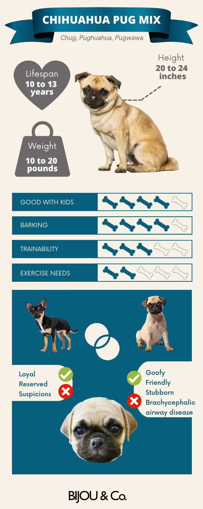 chihuahua mixed pug