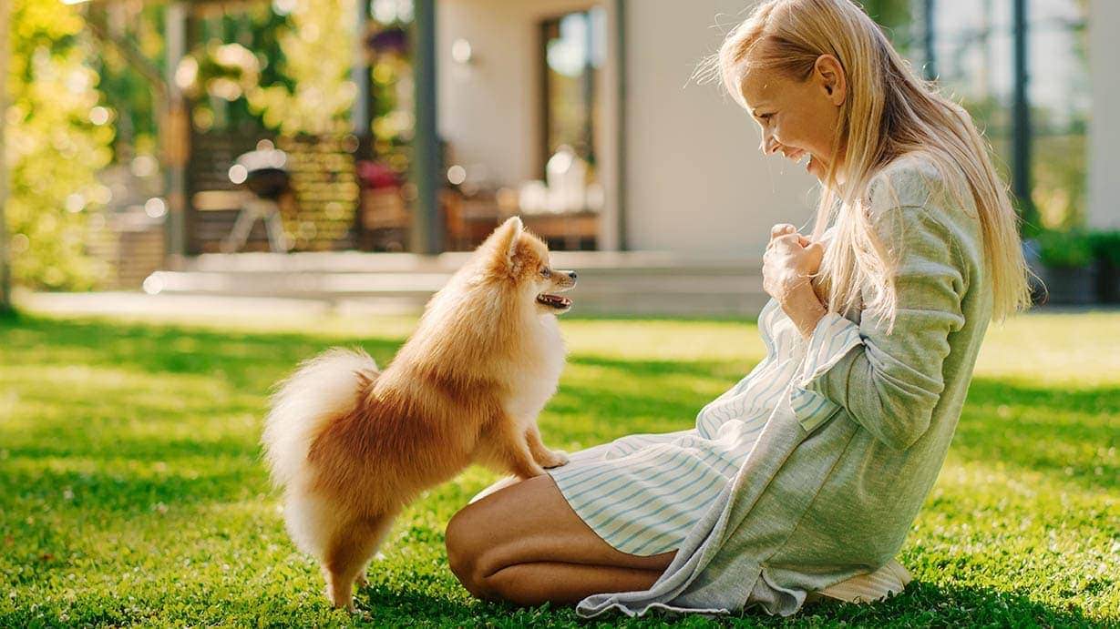 pomchi training