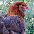 ameracauna-hen-easter-egger-chicken