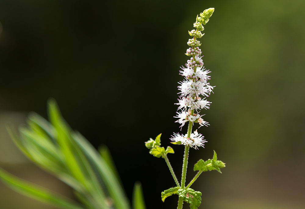 Black Cohosh - Relief For Menopause Hot Flashes 