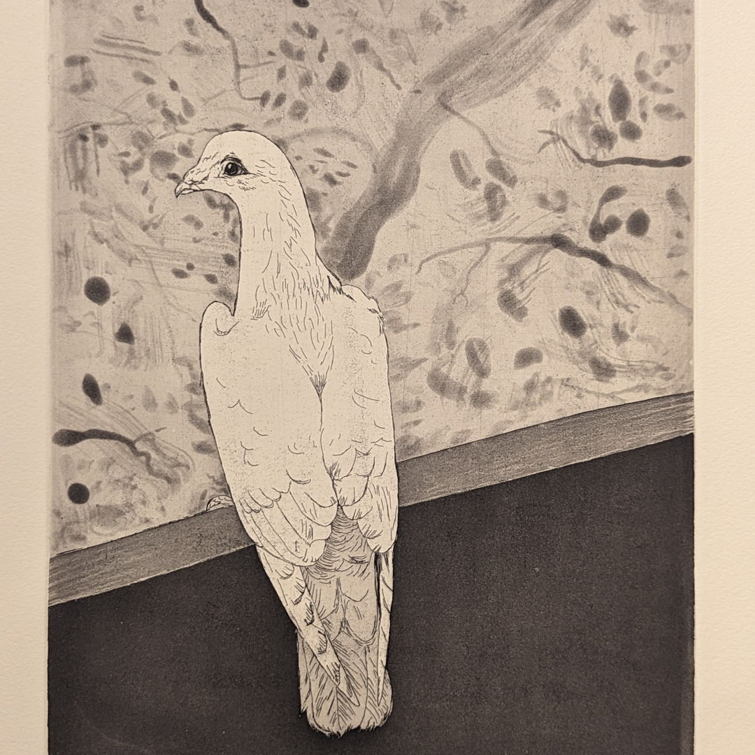 Image of dove
