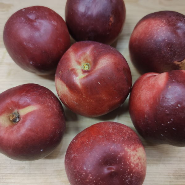 nectarine-blanche