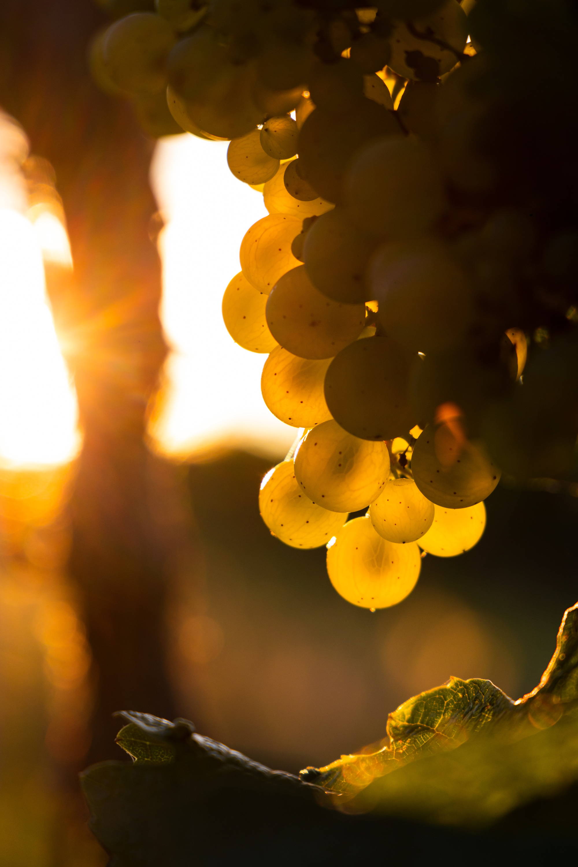 Domaine des Tourelles libanesischer Weißwein Chardonnay, Viognier, Muscat, Obeidi  