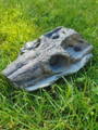 Ammonite Fossil Preparation Craig Chivers Natural Selection Fossils