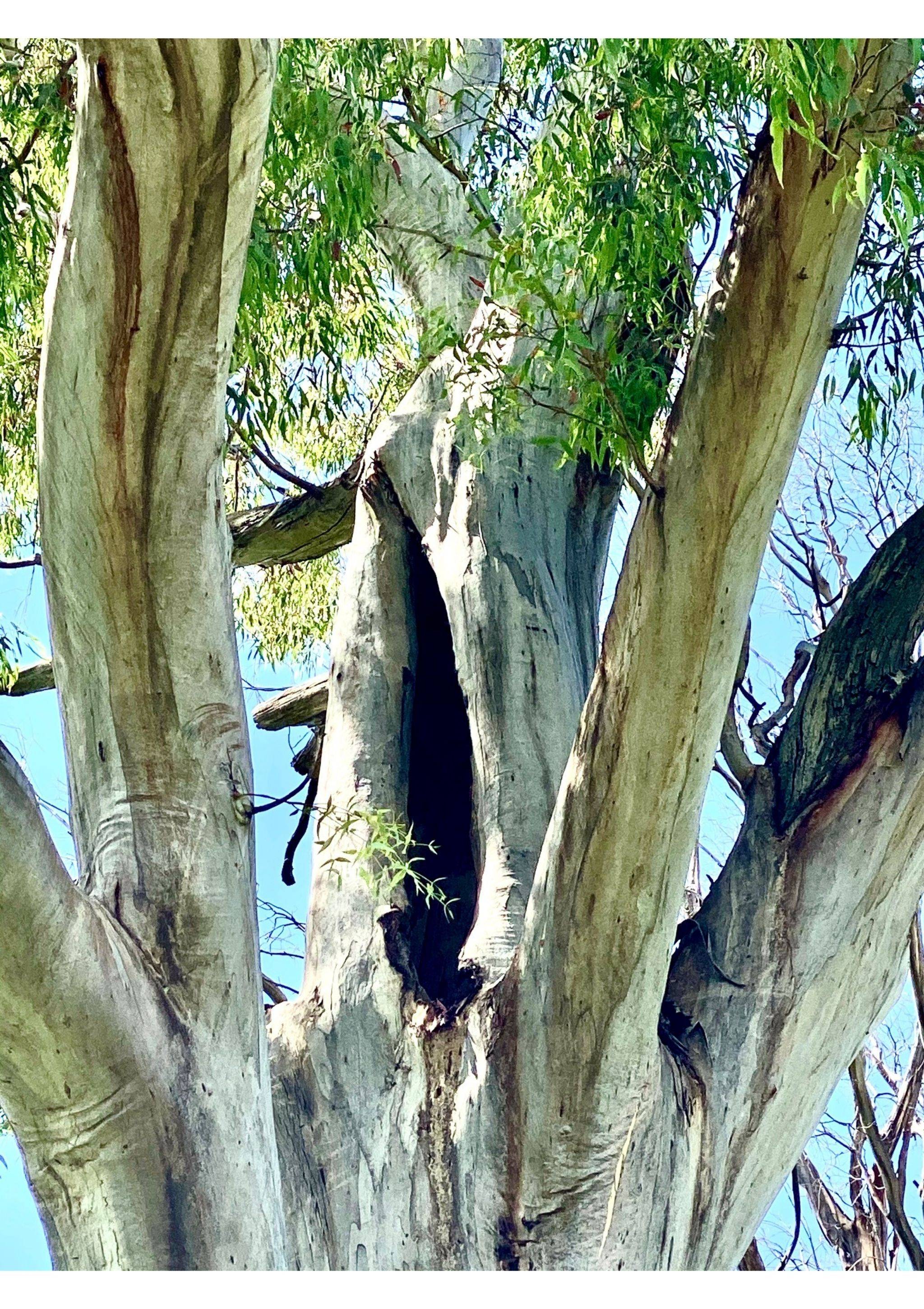 Magical Gumtree