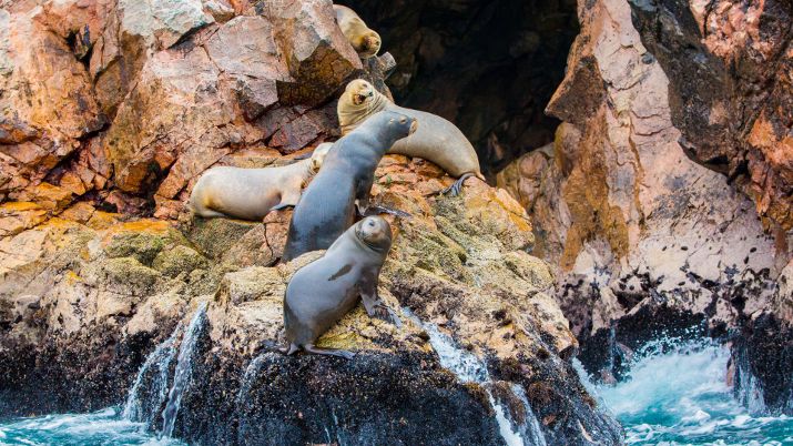 The Ballestas Islands in Peru, often called the Galapagos of Peru, are a group of small islands renowned for their rich biodiversity and vibrant marine life