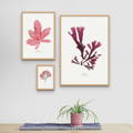 red seaweed art prints from beach house art