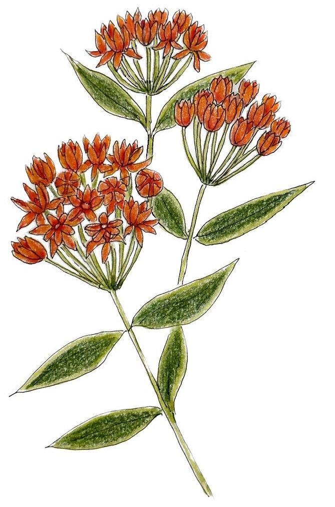 Drawing of butterfly weed by Lisa Meyers McClintick