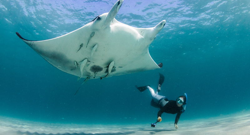 Conservation Lecture: Jessica Pate, Florida Manta Project