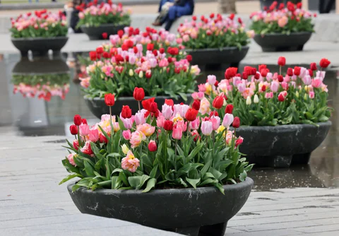 Amsterdam Photo Experience: Museums, Landmarks and Beauty