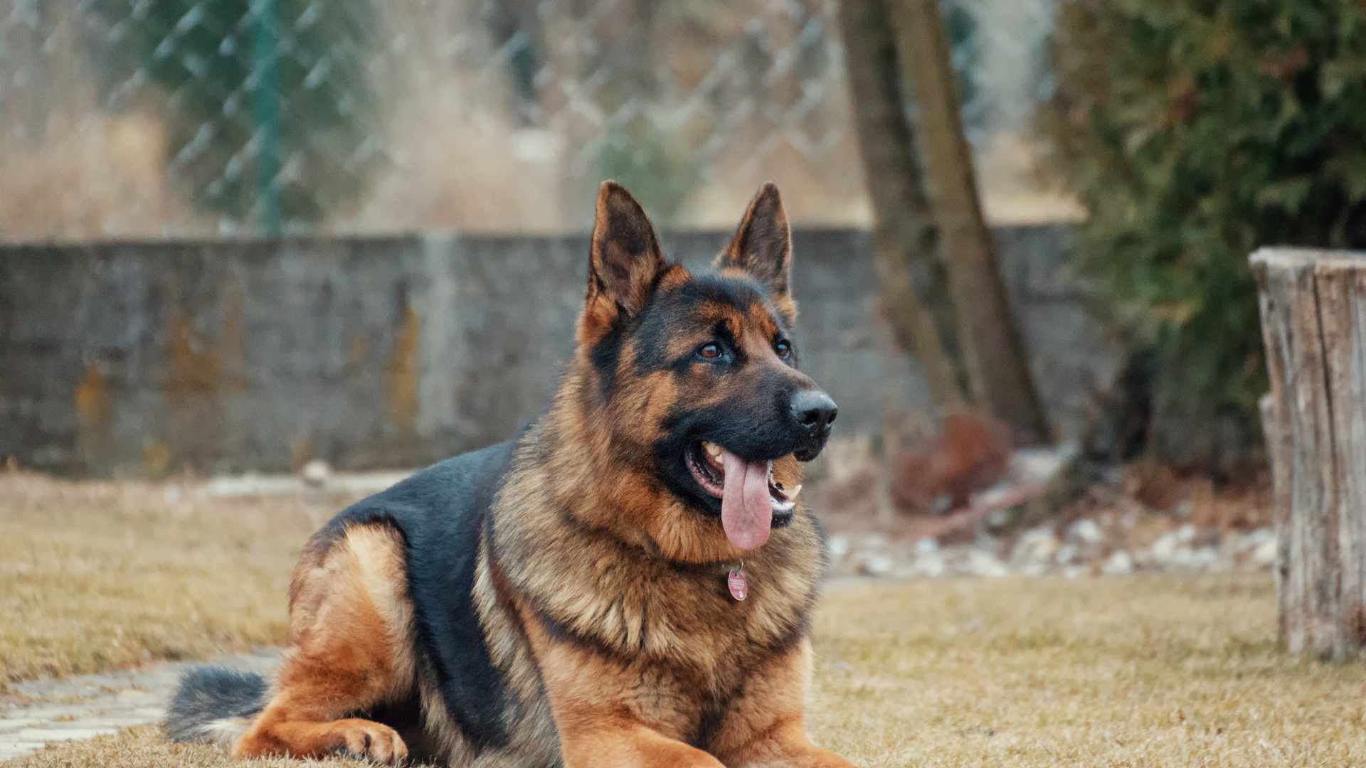 Durchfall bei Hunden