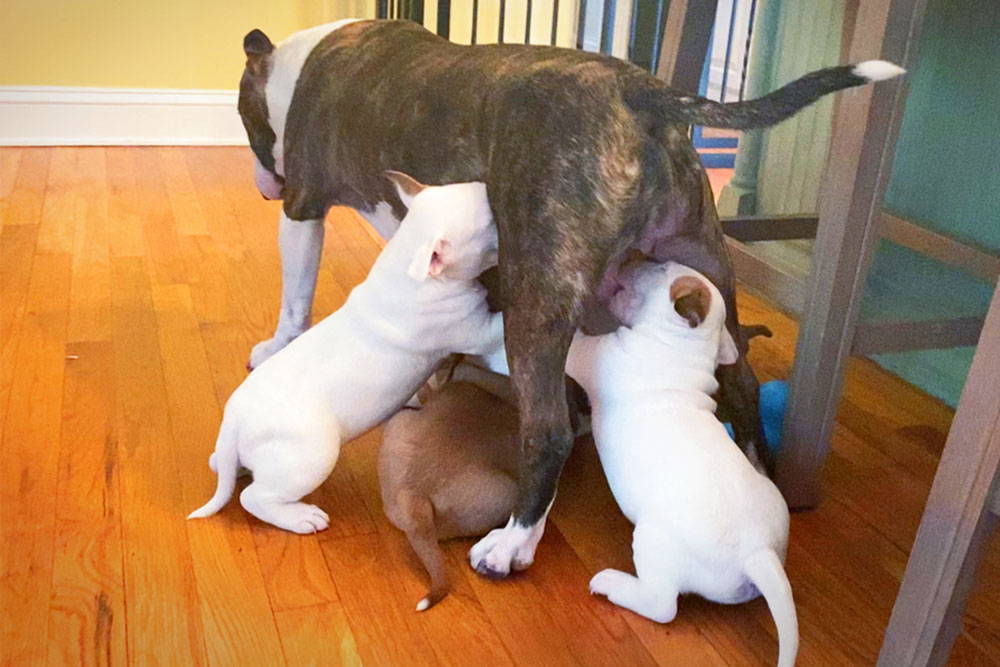 When Can Puppies Be Weaned from Their Mother: Expert Guide