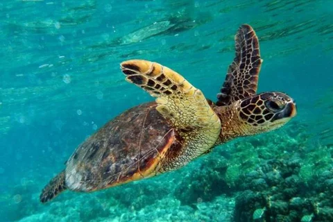 Marmaris to Dalyan & Turtle Beach