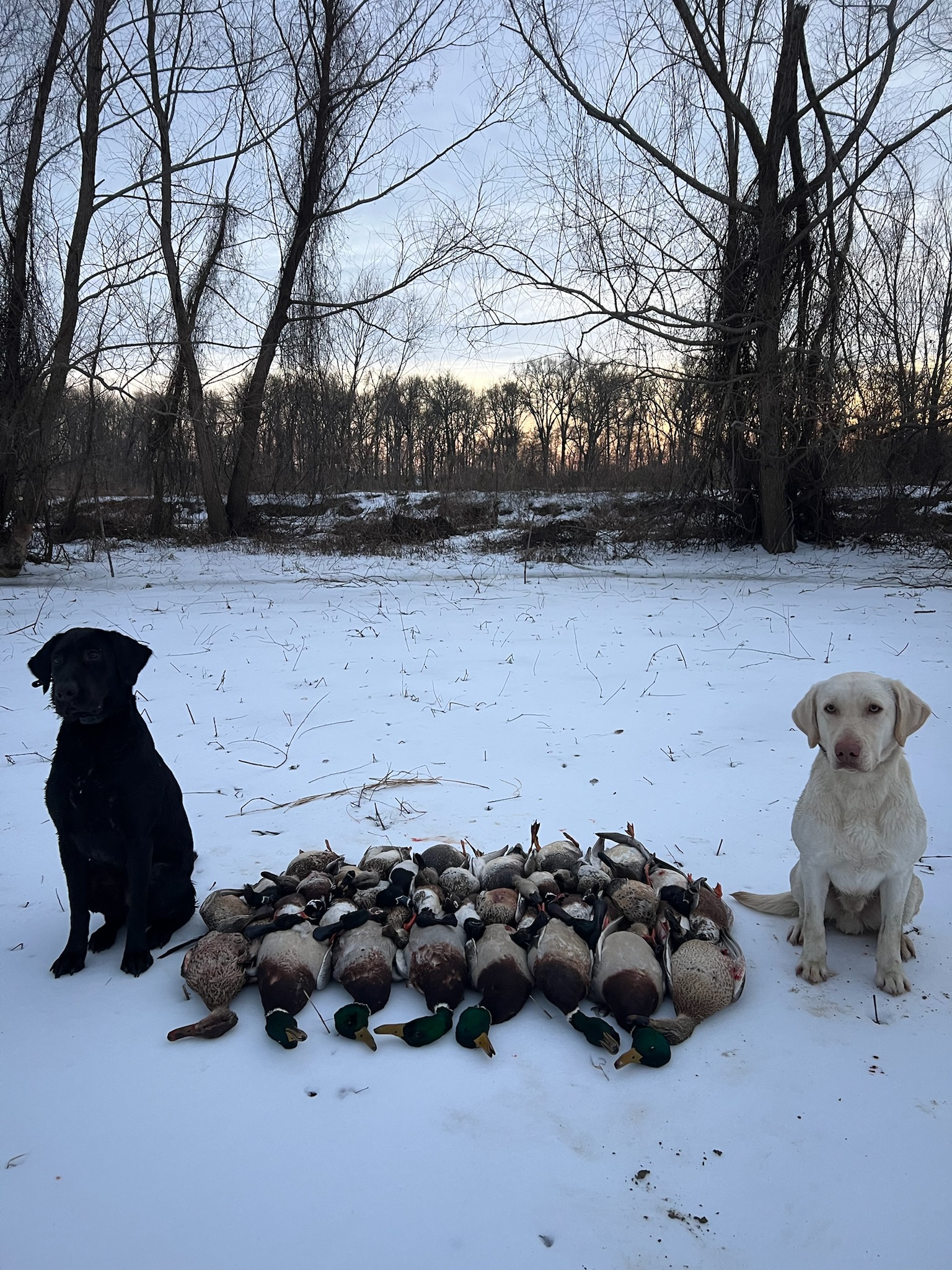 Retriever in Arkansas waterfowl country