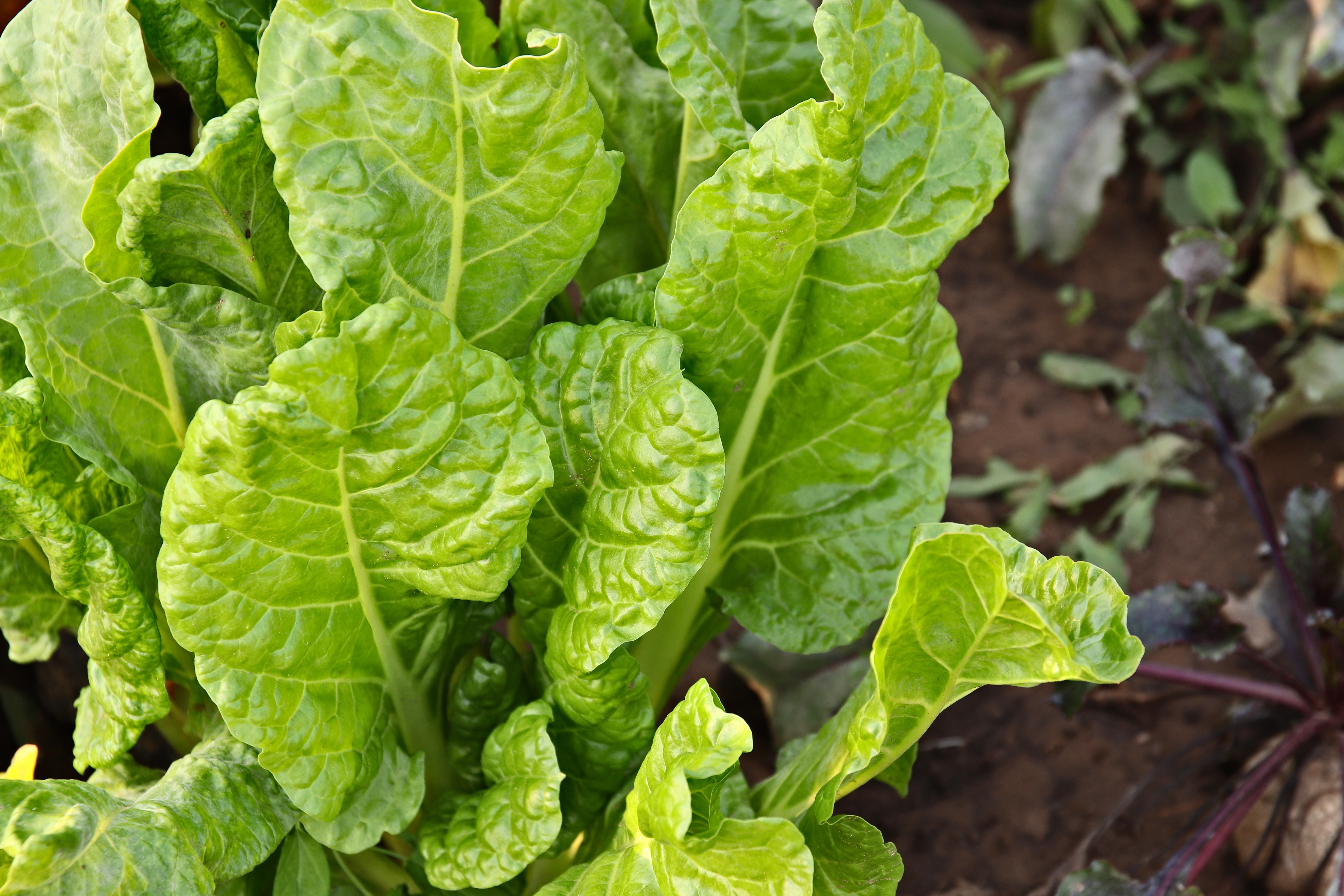 Swiss chard in a garden