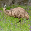 breeding_emus_for_profit