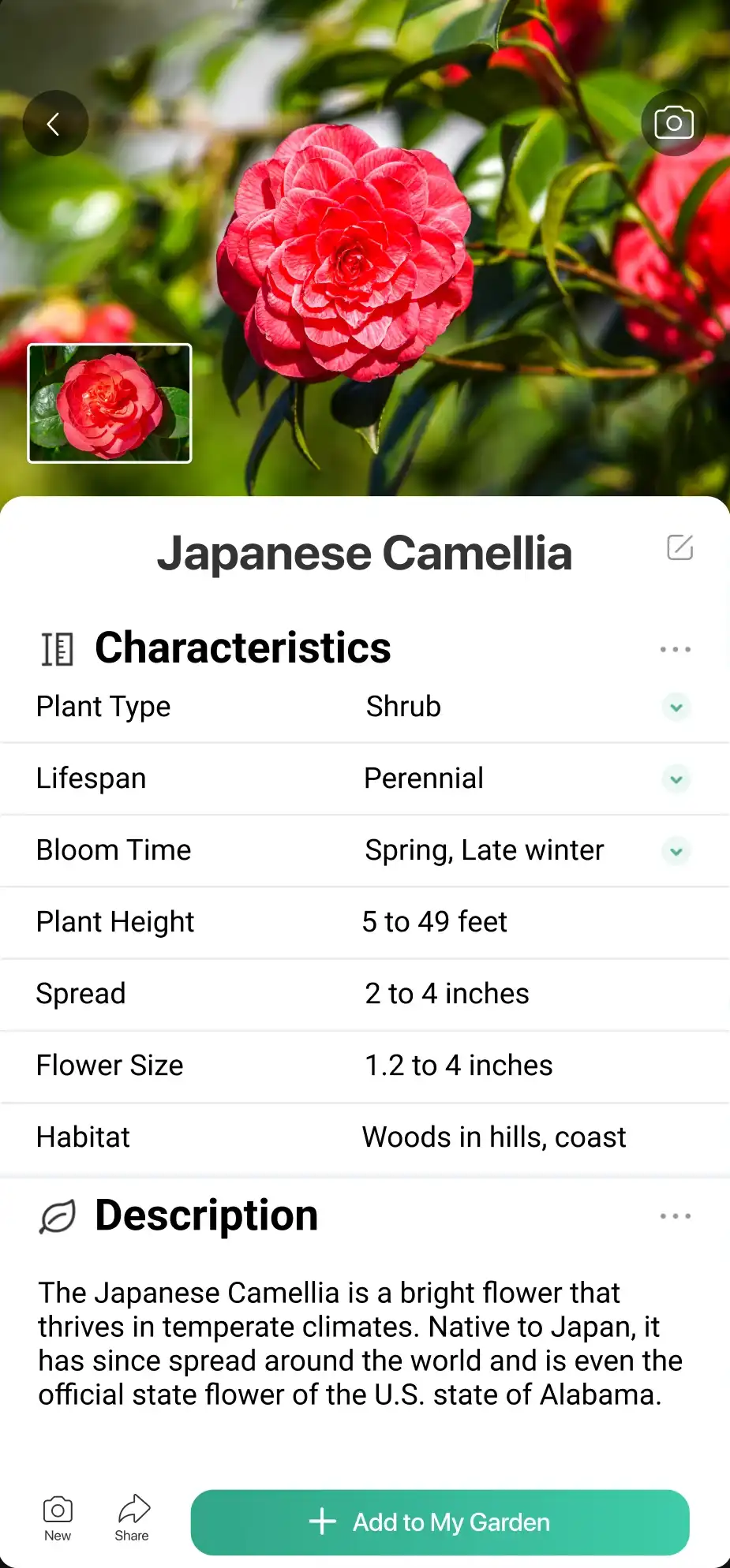 Identifying a rose in the PictureThis app.