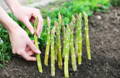 Asparagus can increase your libido