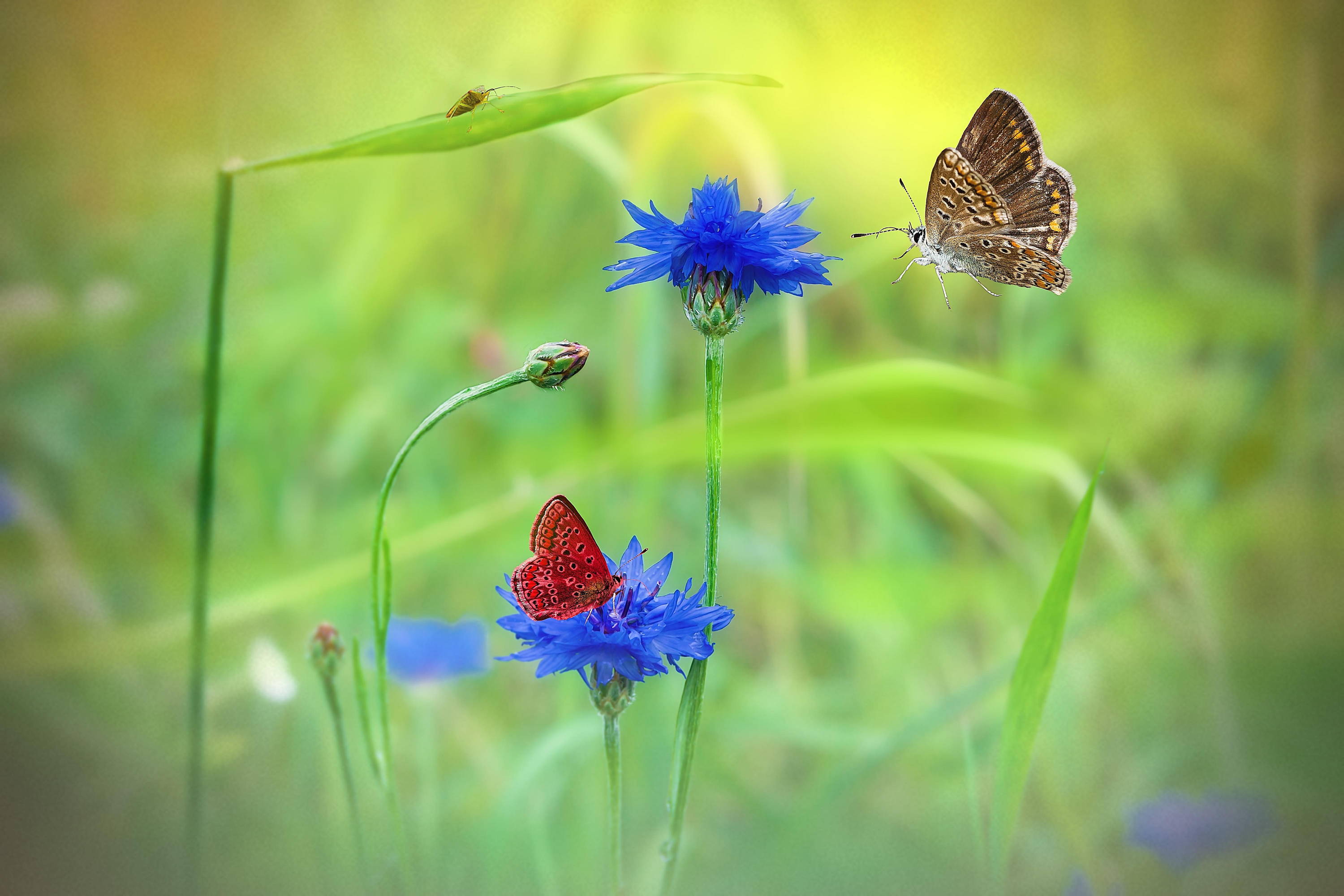 Kornblumen mit Schmetterlingen