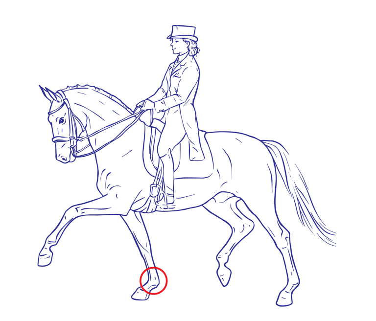 drawing dressage horse with rider CURAFYT