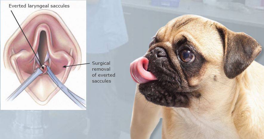 EVERTED LARYNGEAL SACCULES french bulldog