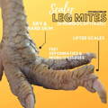 poultry-scaly-leg-mites-infested-foot