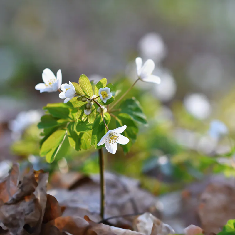 Small white anemone growing through leaf mulch