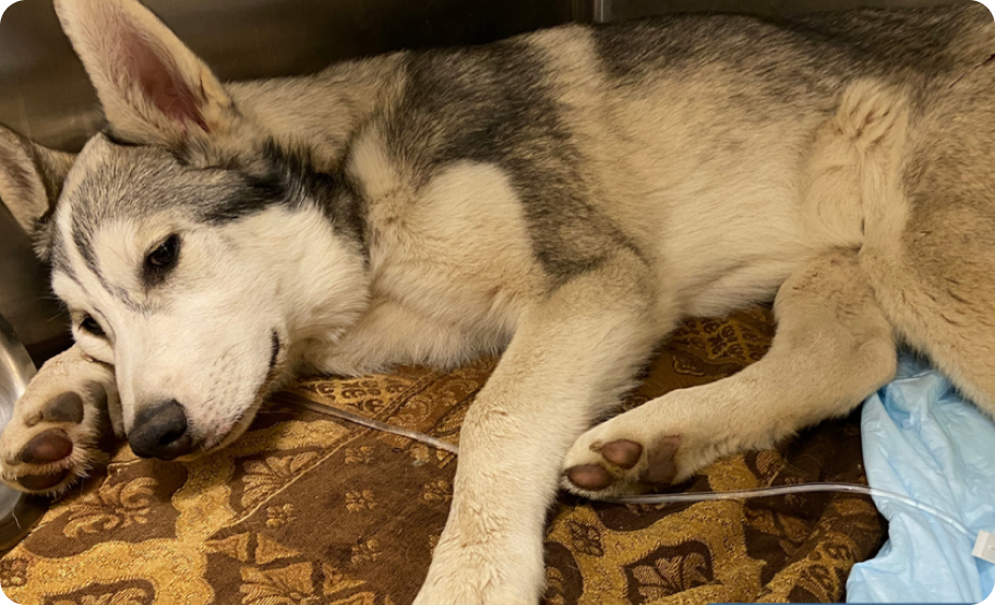 Ragnar the husky