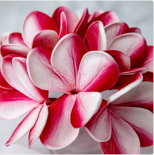 Candy Stripe Frangipani Flowerhead (6 Pack) - Realistic Artificial Flowers - Image 2