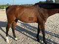 Brown horse 1 month after BCS MIX