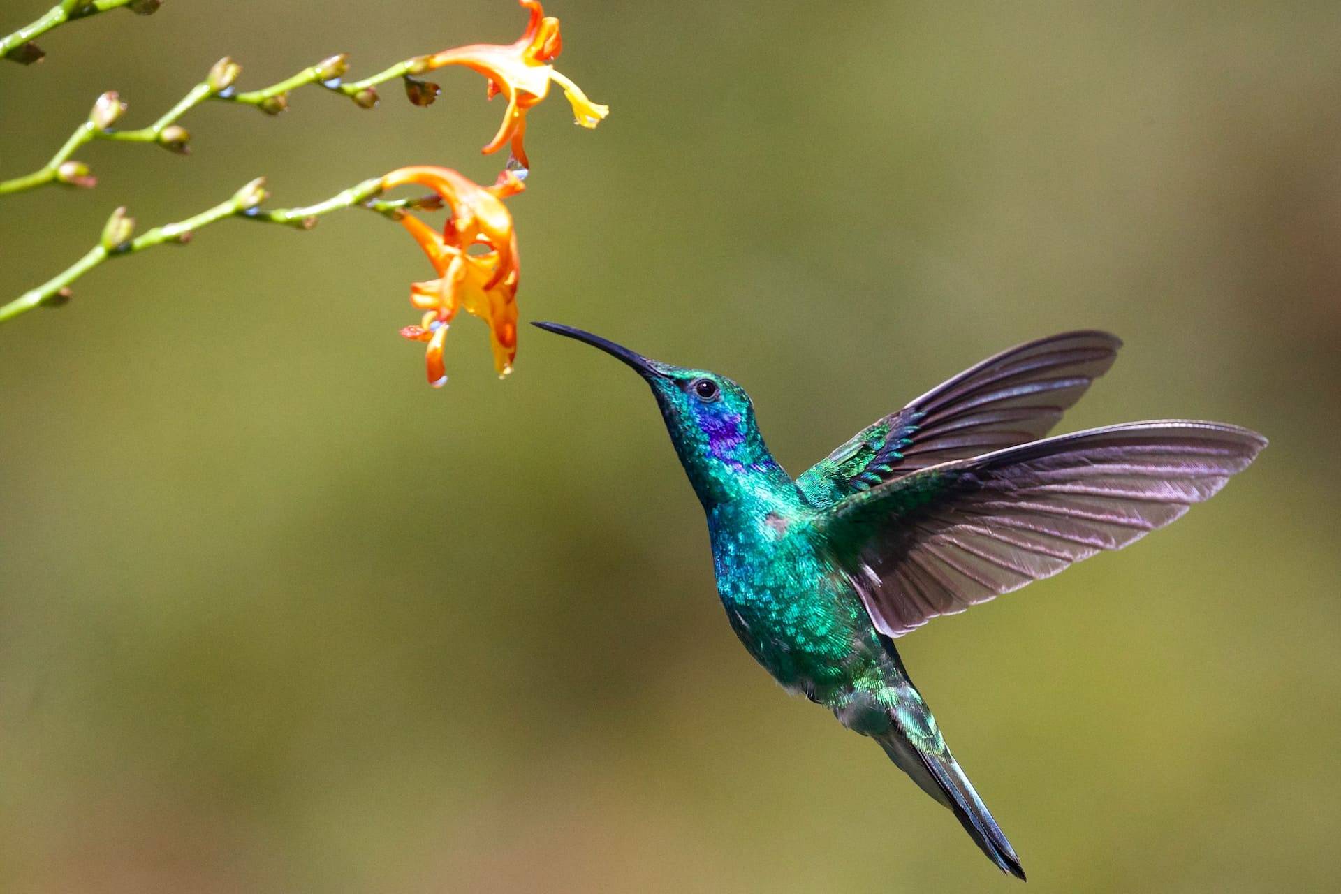 colibrì in volo vicino ad un fiore. Foto scattata con una fotocamera reflex. Ottima qualità