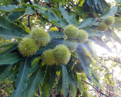 Food & Wine Tours Entrèves: Farmers' market and cooking class