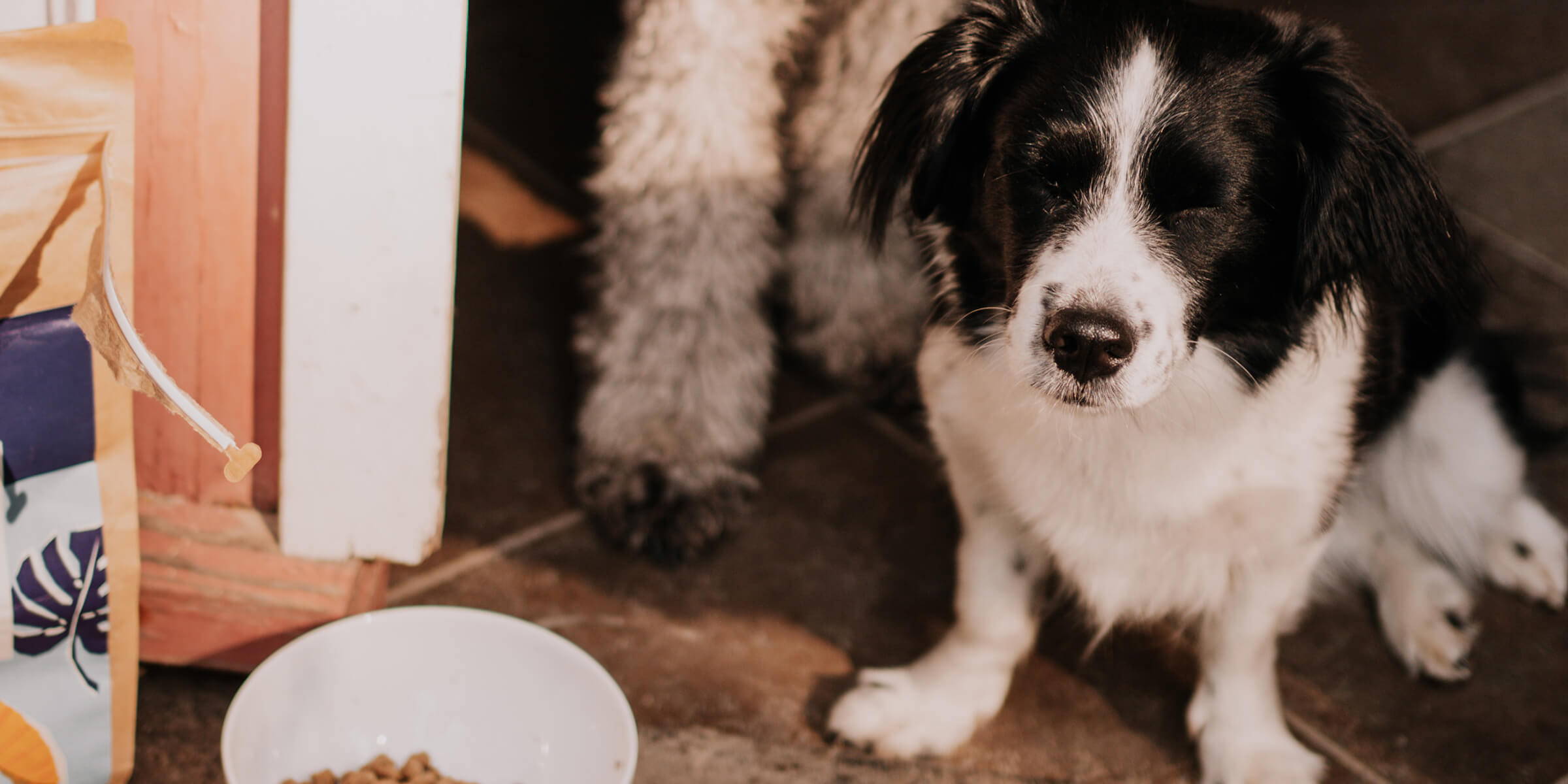 Zwei Hunde fressen Ofrieda Hundefutter